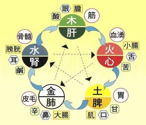 五行與五臟的關係|臟腑